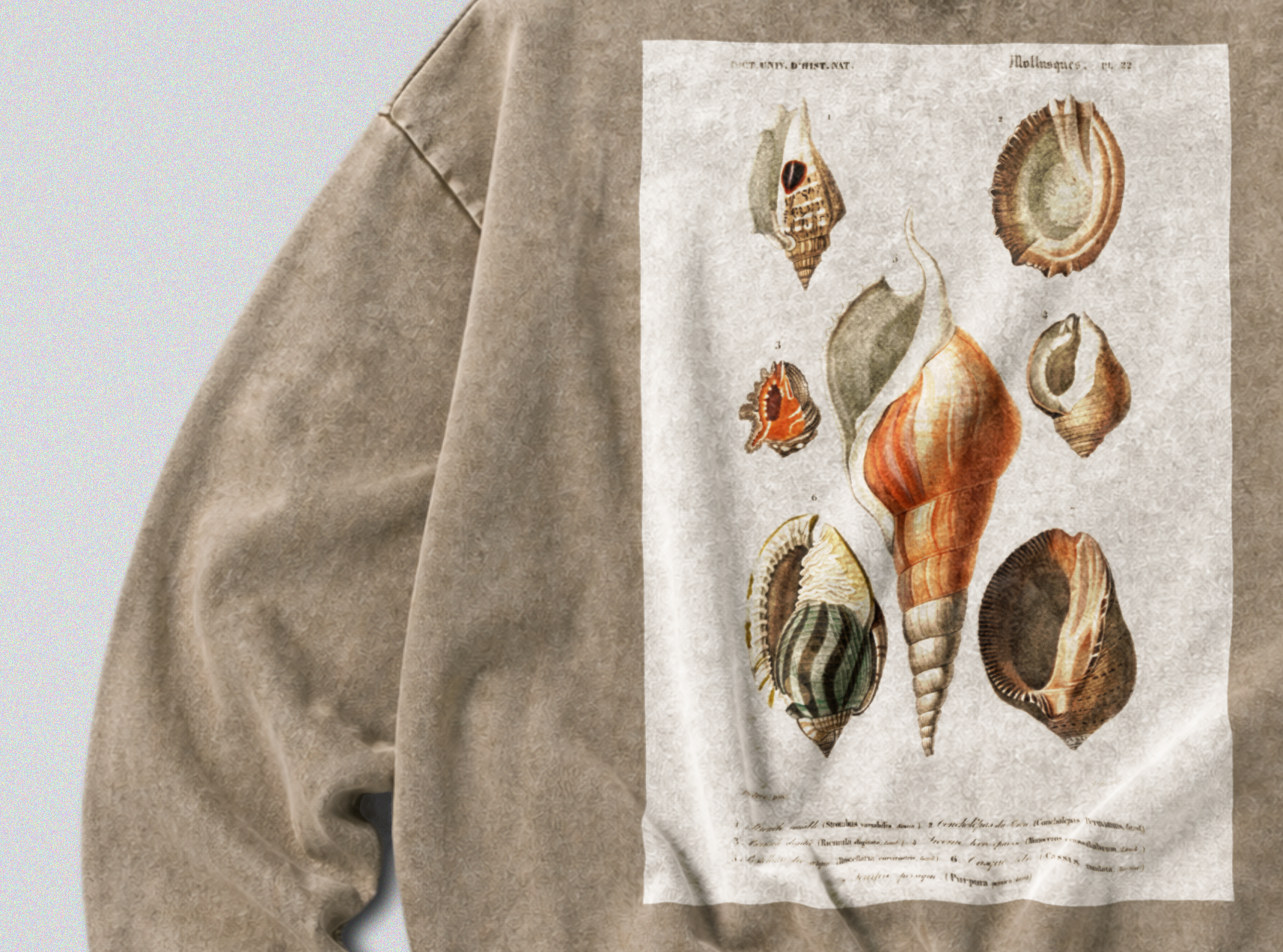 Oversized Snow Washed Cotton Sweatshirt - Seashells & Molluscs Print