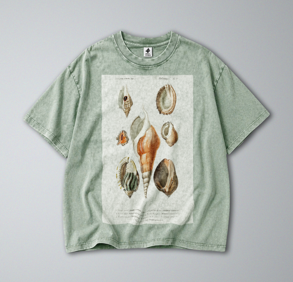 Seashells & Molluscs - Short Sleeve Tee