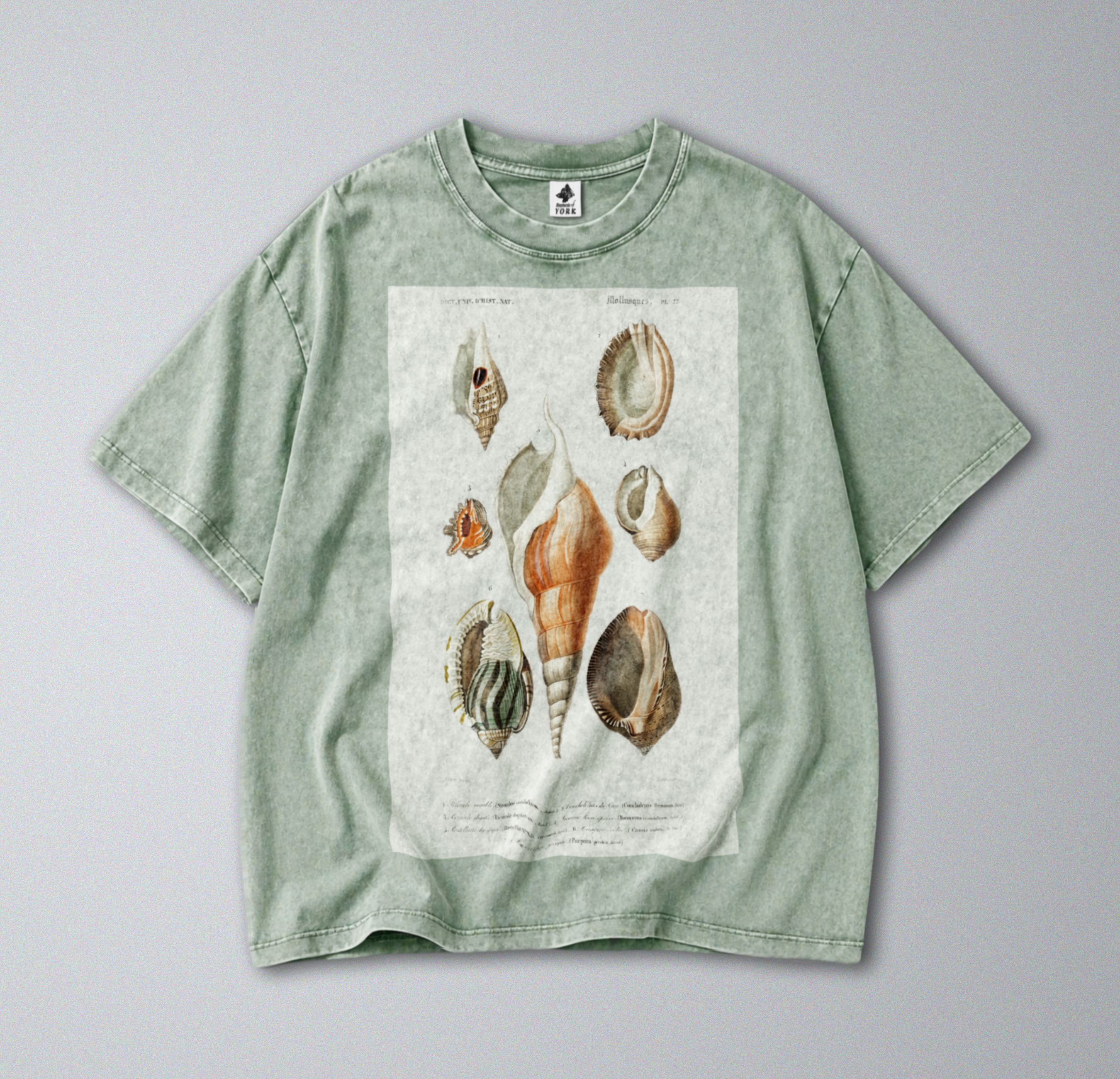 Oversized Snow Washed Cotton Tee - Seashells & Molluscs Print