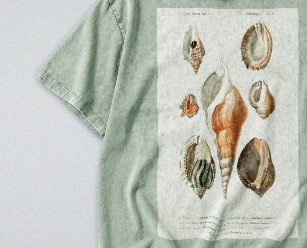 Seashells & Molluscs - Short Sleeve Tee