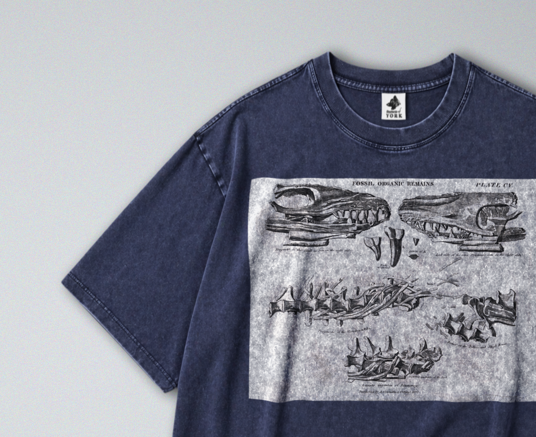 Oversized Snow Washed Cotton Tee - Mosasaurus Skull Fossil Print